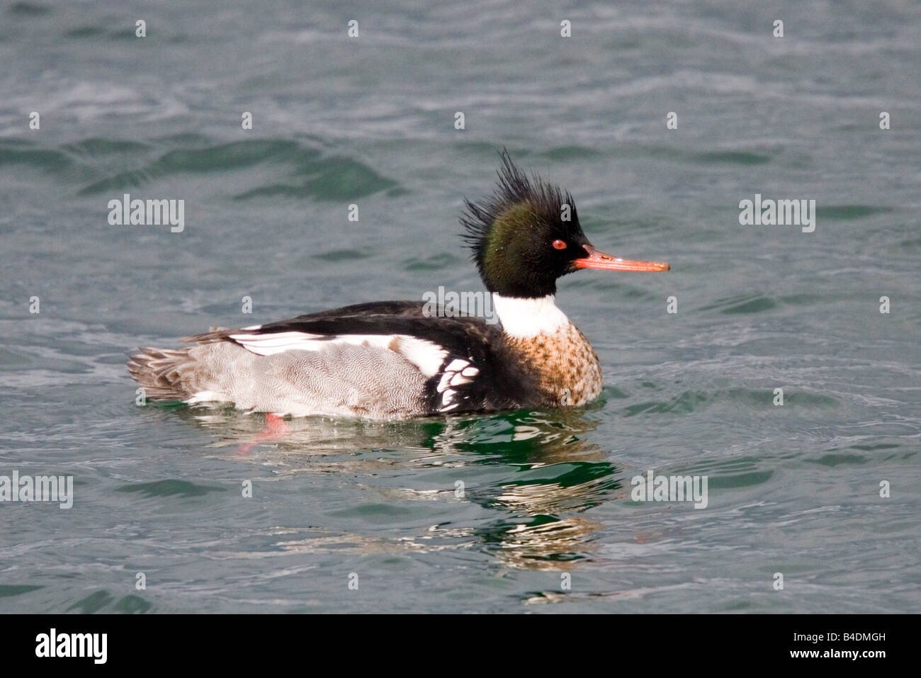 Red-breasted Mergus merganser serrator Seattle Washington Stati Uniti 9 marzo maschio adulto anatidi Foto Stock