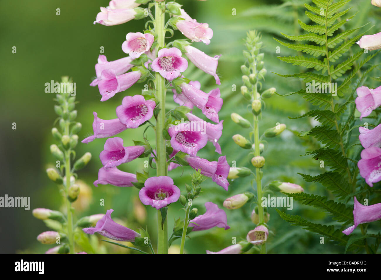 Digitalis purpurea fioritura in luglio. Foto Stock