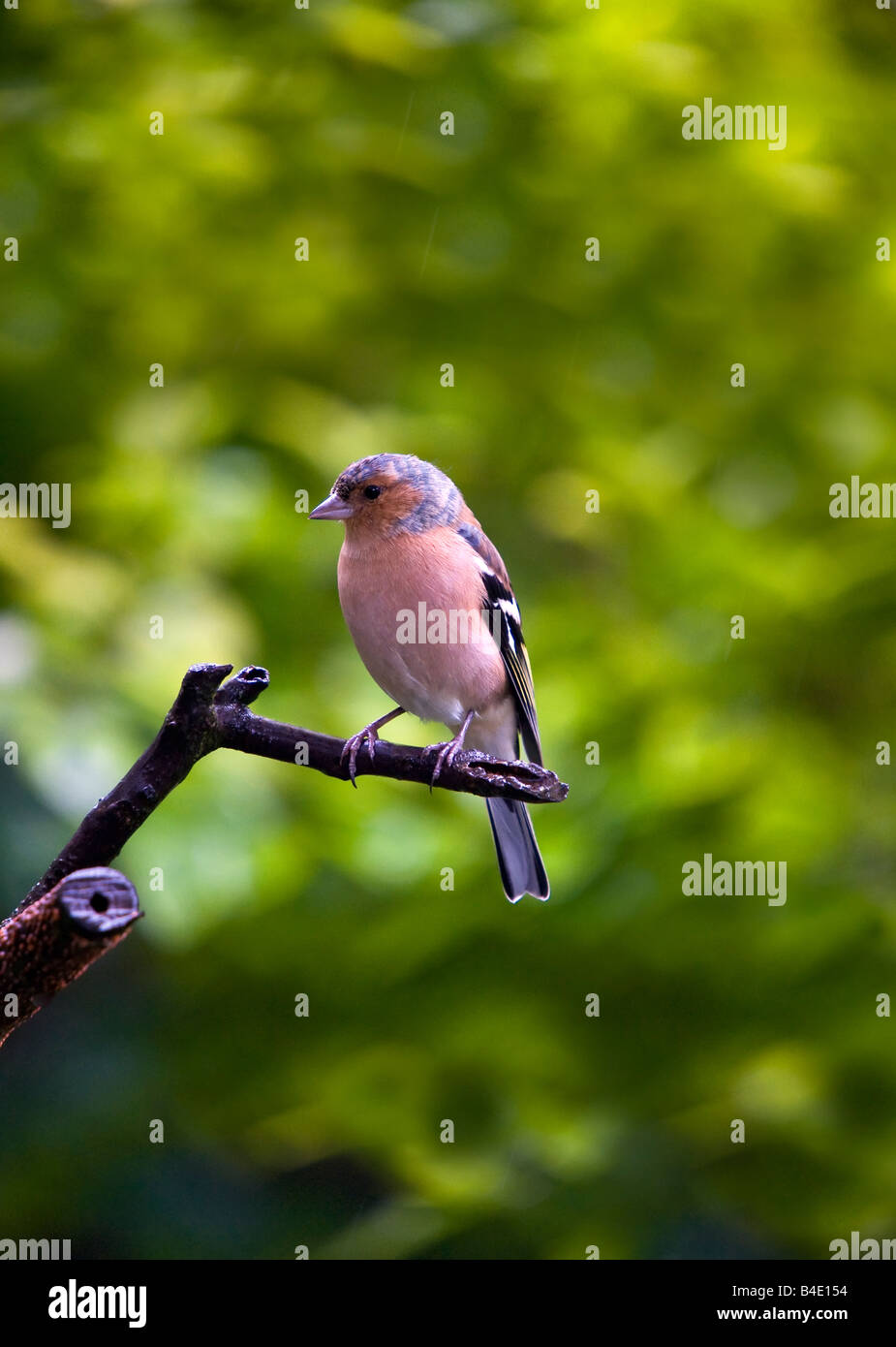 Fringuello appollaiato sul ramo sotto la pioggia - Fringilla coelebs Foto Stock