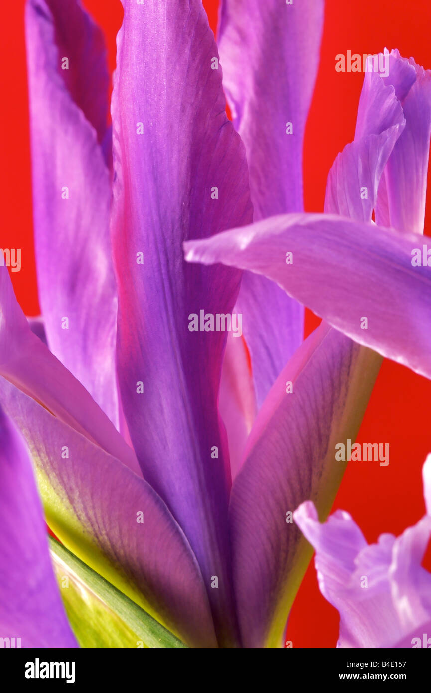 Iris Holandica o olandese iris noto anche come professore Blaaun Iris Foto Stock