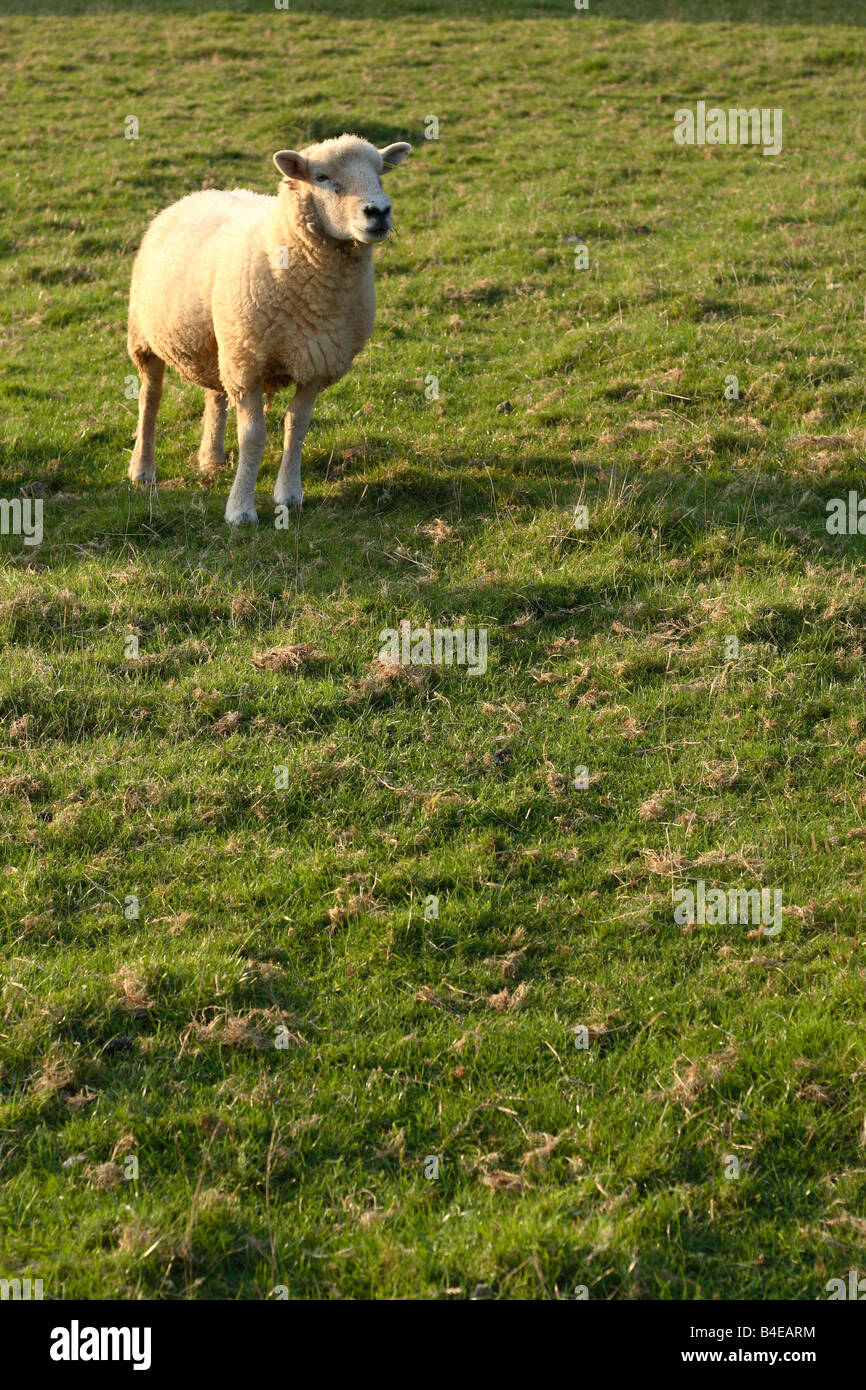 Pecore sul campo in erba collina nel Somerset in Inghilterra Foto Stock