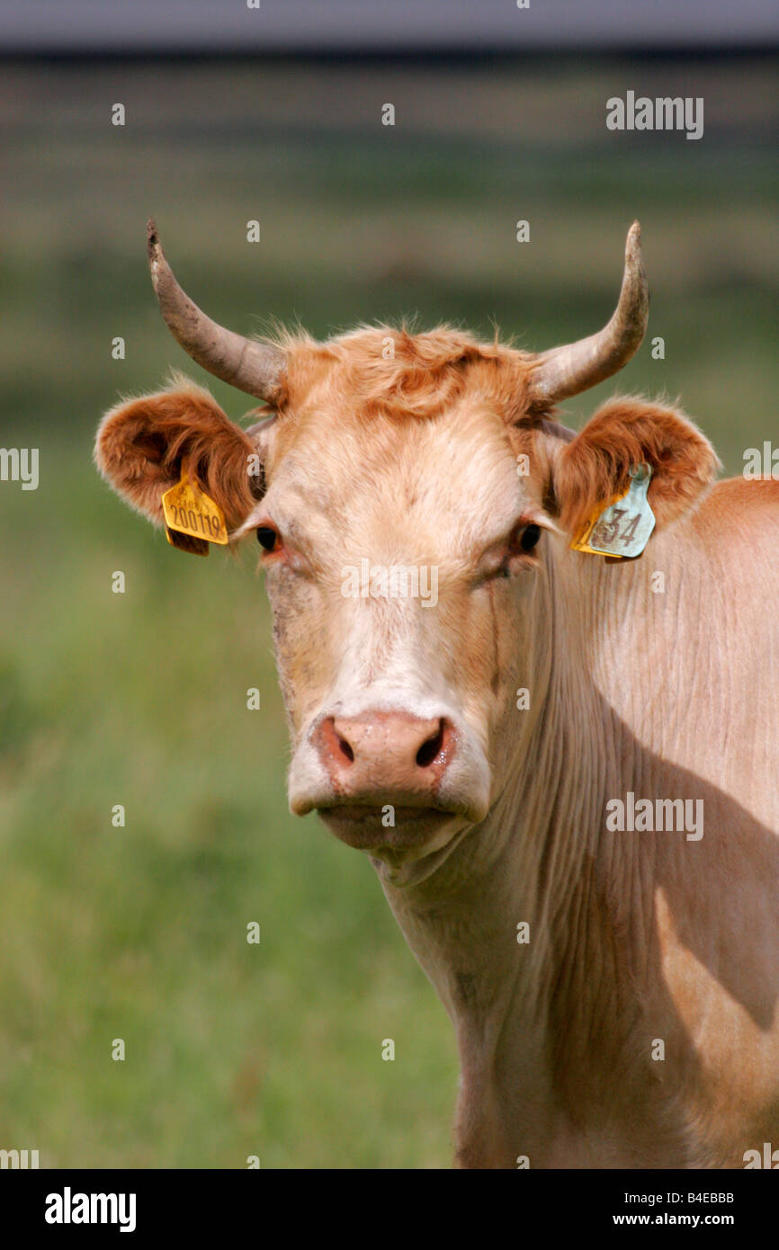 Ritratto di vacca del singolo adulto con marchi auricolari prese luglio Rainham Marshes Kent REGNO UNITO Foto Stock