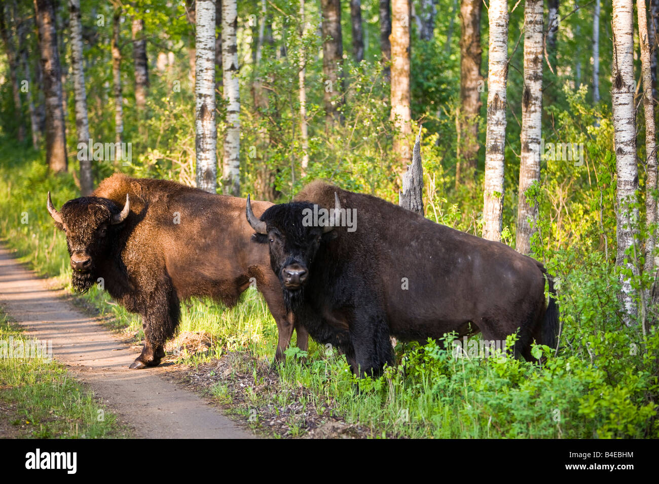 Bison vagabondare liberamente nel contenitore di bisonte in Riding Mountain National Park, Manitoba, Canada Foto Stock