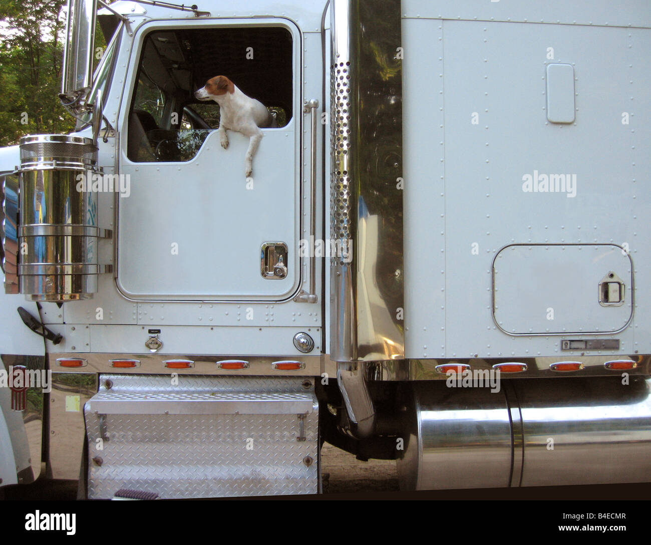 Un cane sembra essere alla guida di un carrello come è appoggiata al di fuori del driver nella finestra laterale della cabina di un diciotto wheeler. Foto Stock