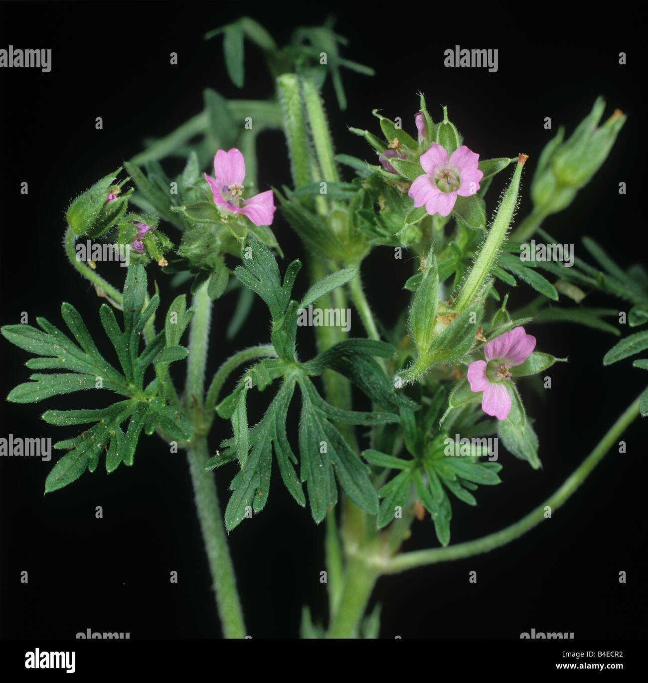 Tagliare lasciava cranesbill Geranium dissectum in fiore foglie superiori Foto Stock