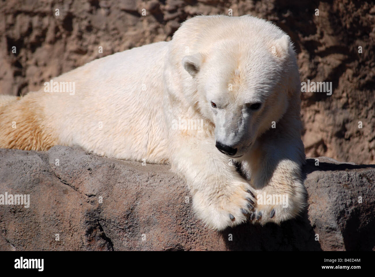 Chiudere l immagine di un orso polare Foto Stock