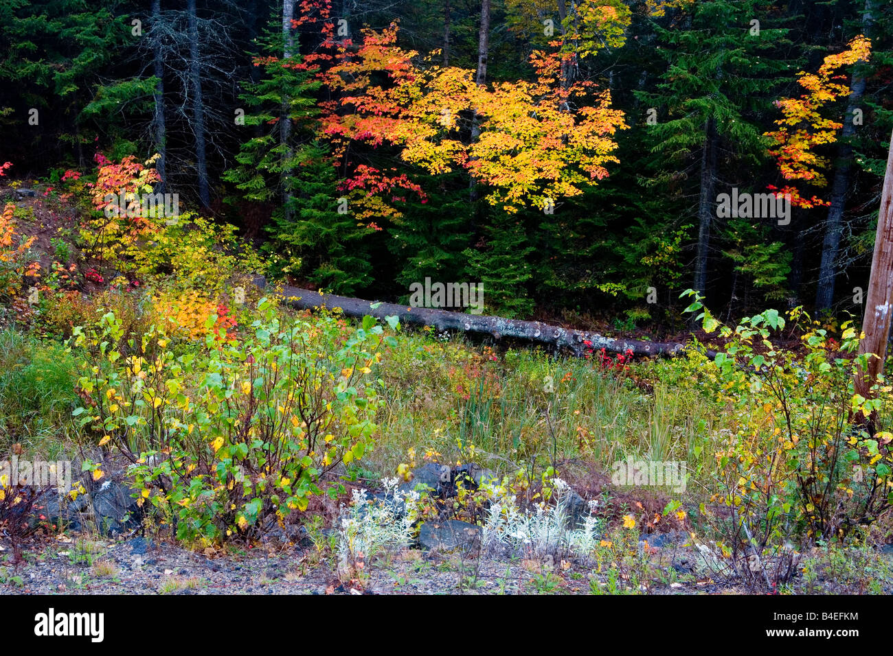 Algonquin Park in caduta Ontario Canada Foto Stock