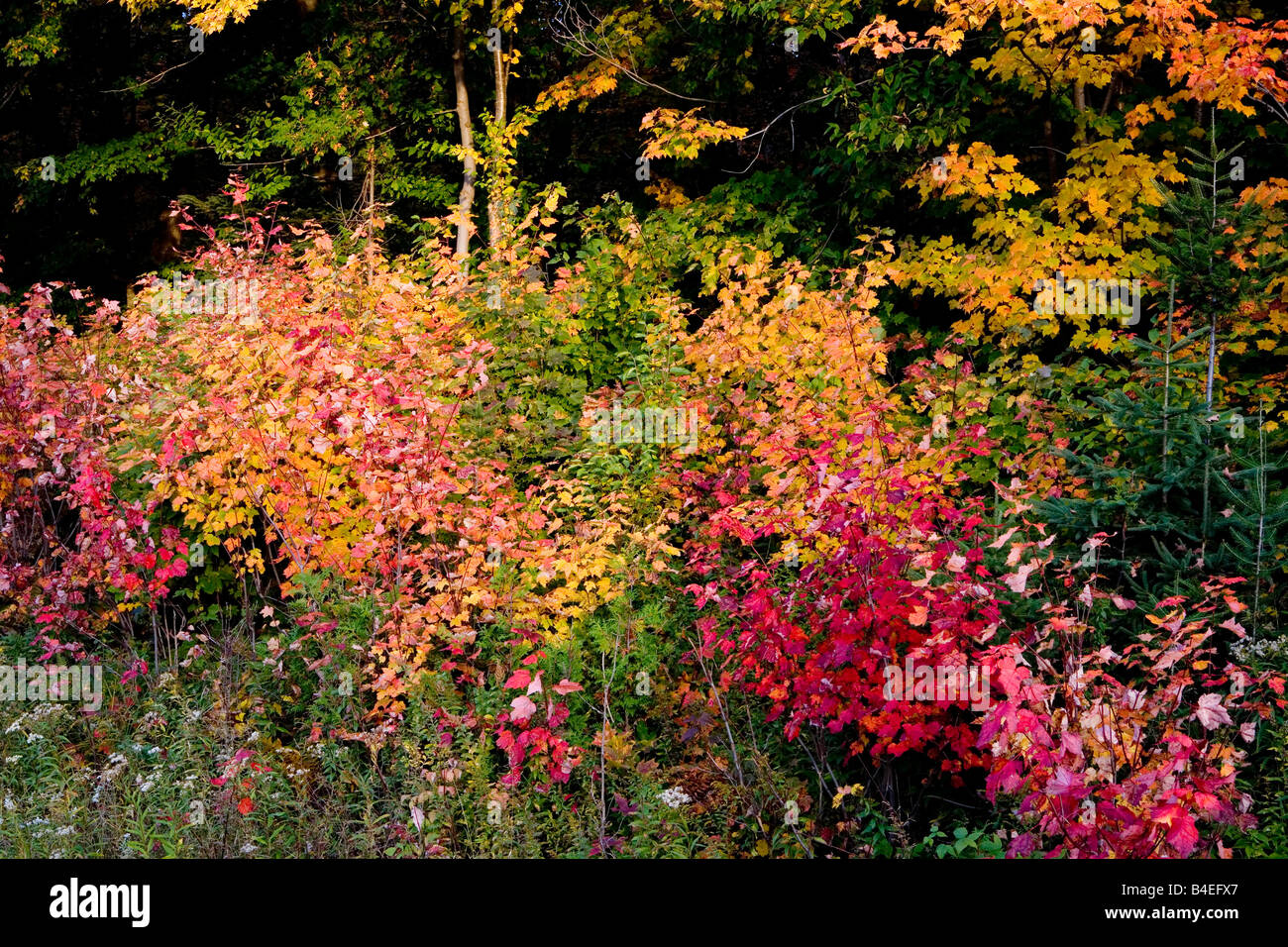 Algonquin Park in caduta Ontario Canada Foto Stock