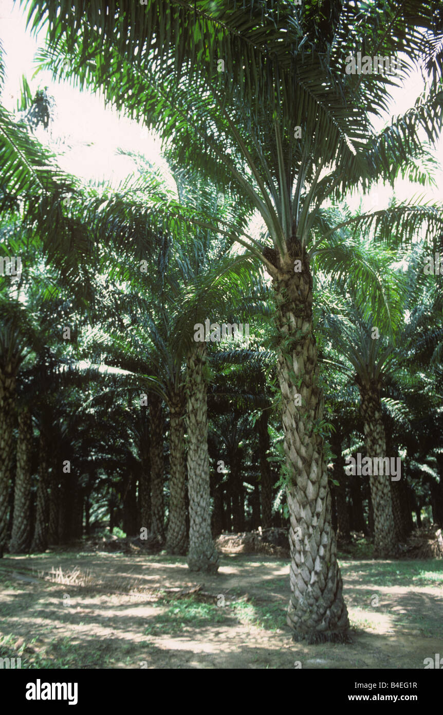 Quindici anni di olio vecchio piantagione di palme con grandi palme stabilito felci Malaysia Foto Stock