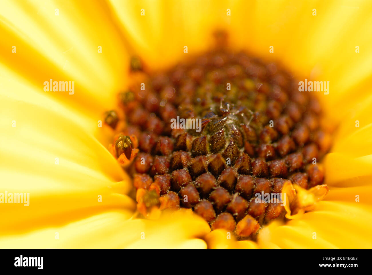 Foto di stock di un immagine ravvicinata di un girasole Maximilian Foto Stock