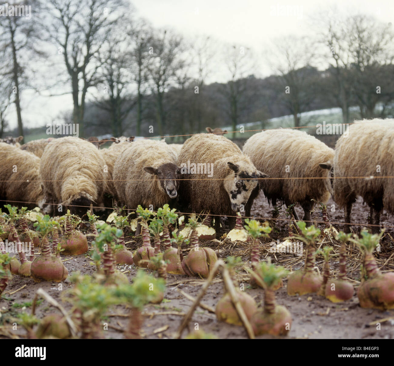 A nord di Inghilterra mulo pecora pecore rovistando su svedesi in umido inverno triste terreni agricoli Foto Stock