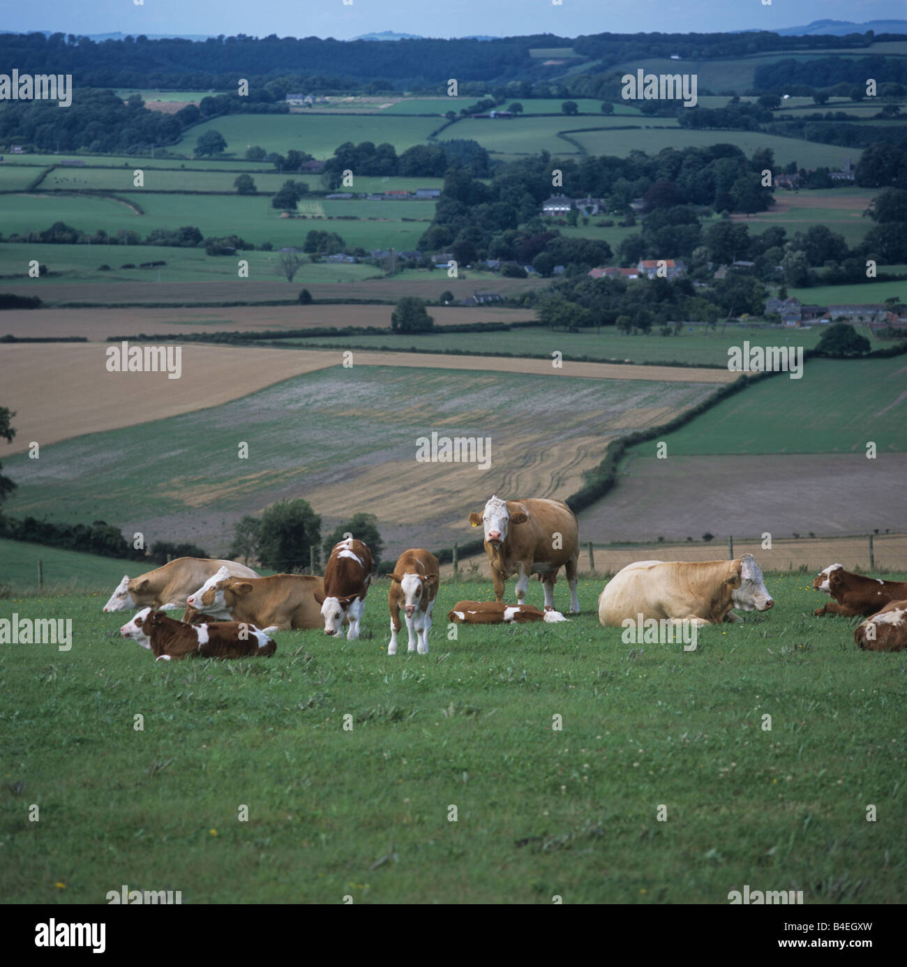 Carne mista alla mandria di vacche nutrici e di vitelli su downland pascolo in estate Foto Stock