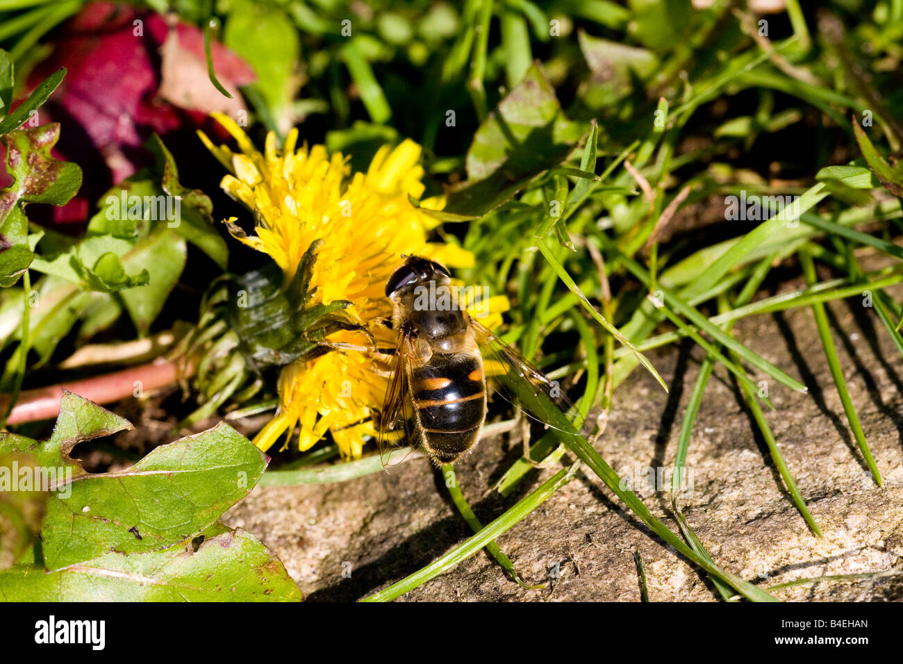 Eristalis tenax Hoverfly Drone Bee Mimic Foto Stock