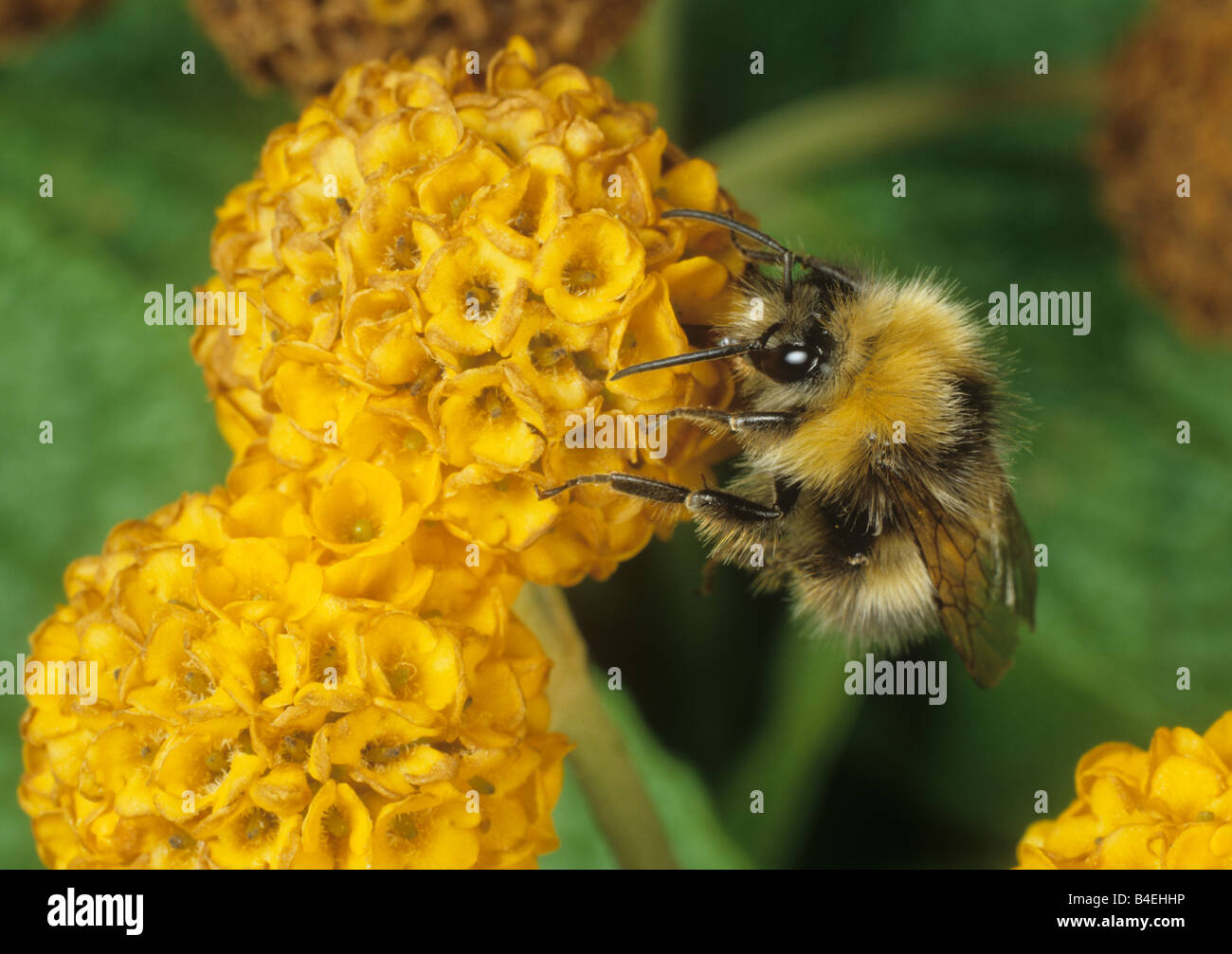 Bumblebee Bombus hortorum alimentazione su Buddleia Buddleja globosa flowerhead Foto Stock