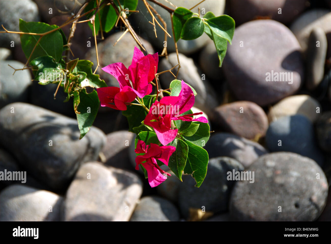 Il Bougainvillea La Jolla Foto Stock