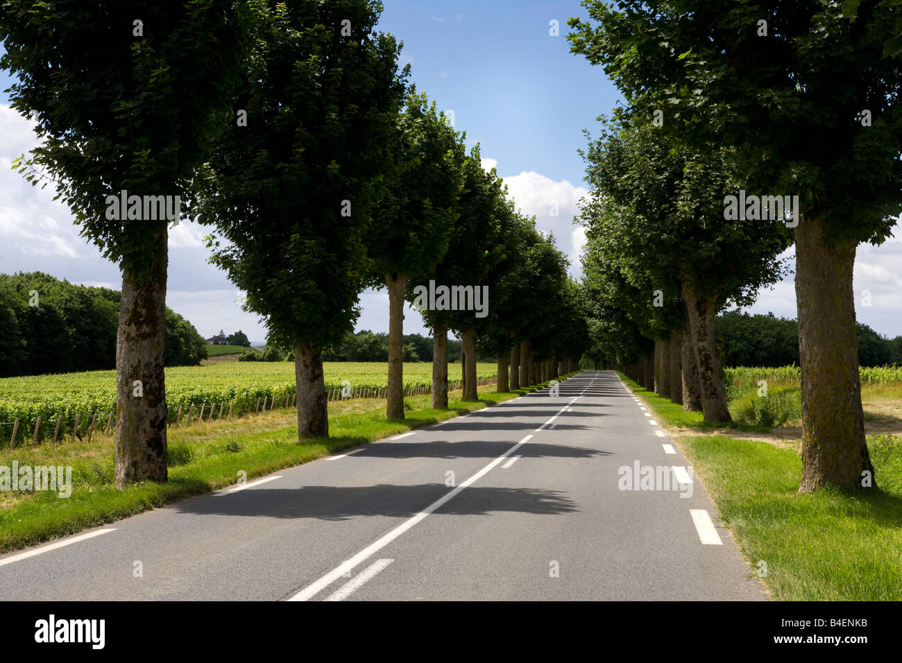 La linea degli alberi sulla strada francese. Foto Stock