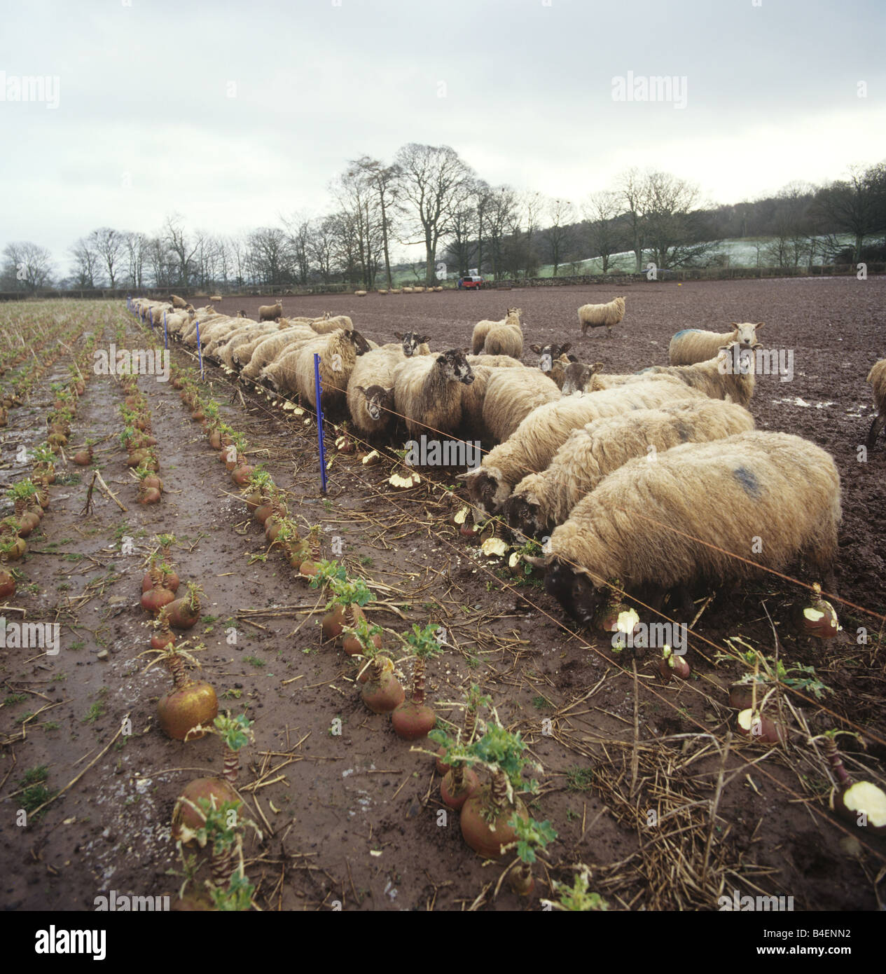 A nord di Inghilterra mulo pecora pecore rovistando su svedesi in umido inverno triste terreni agricoli Foto Stock