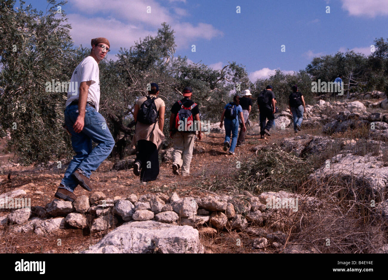 Volontari ISM escursionismo a oliveto, PALESTINA GERUSALEMME Foto Stock