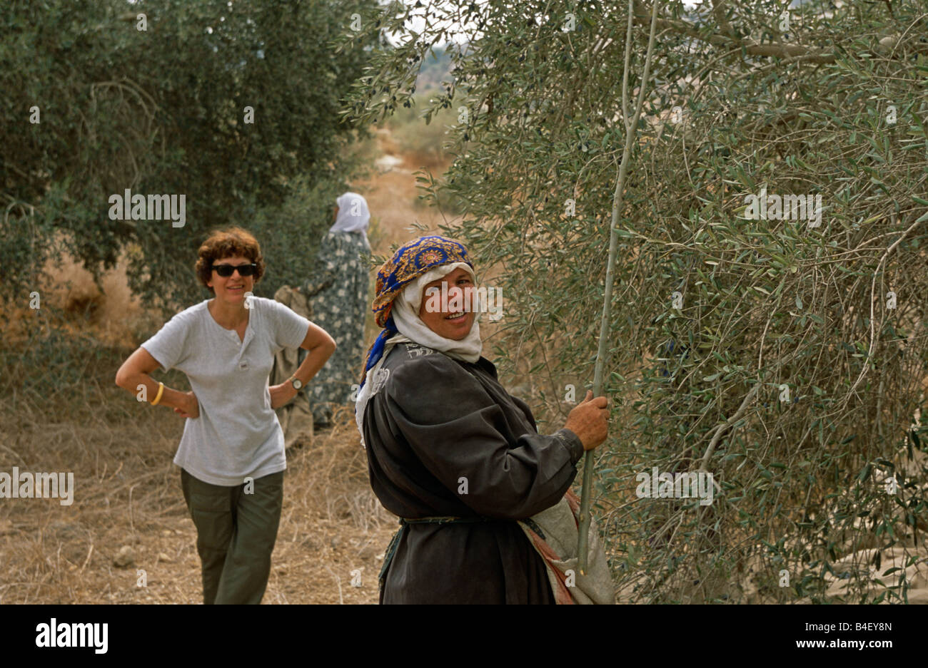 Volontario ISM e le donne palestinesi funzionante a oliveto, Palestina Foto Stock