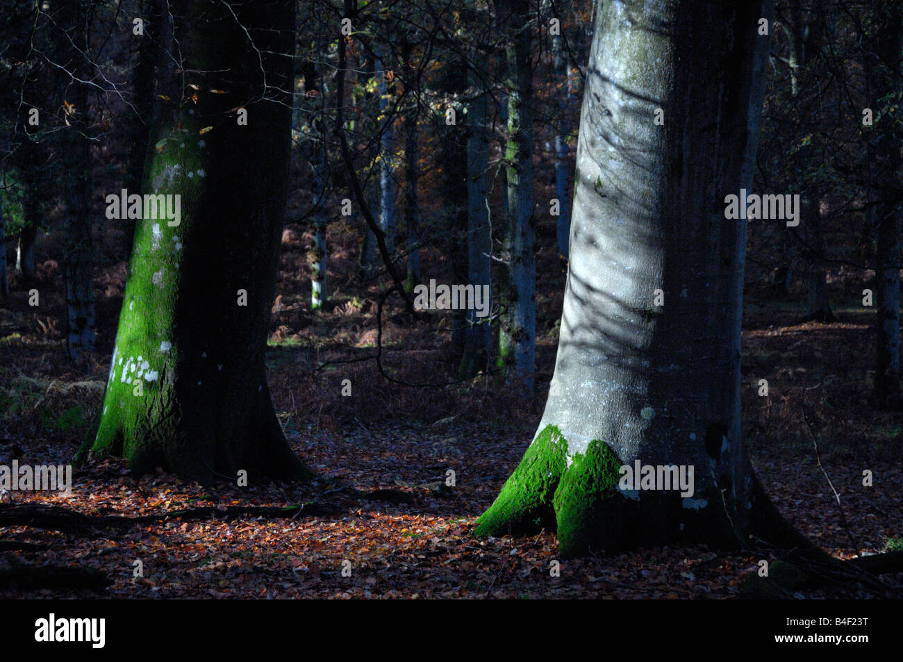 Paesaggio forestale in autunno sunshine Foto Stock