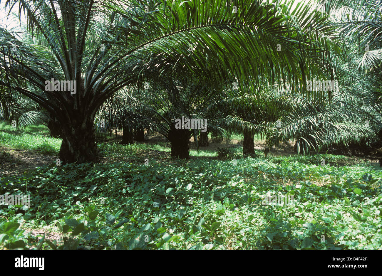 Maturi olio produttiva piantagione di palme legume con la copertura del terreno le piante per il controllo delle piante infestanti azoto Foto Stock