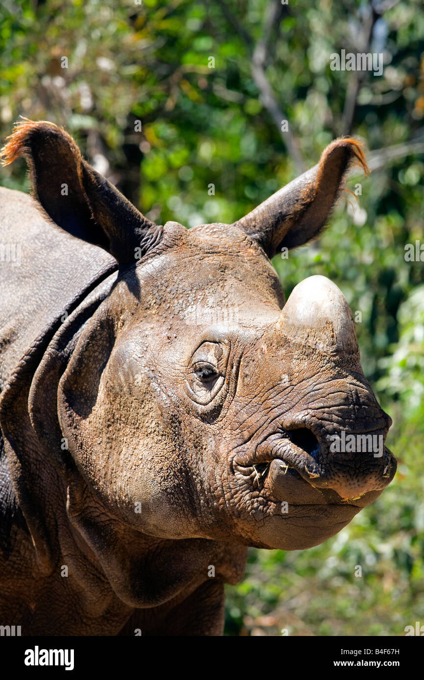 Il rinoceronte indiano (Rhinoceros unicornis) Foto Stock