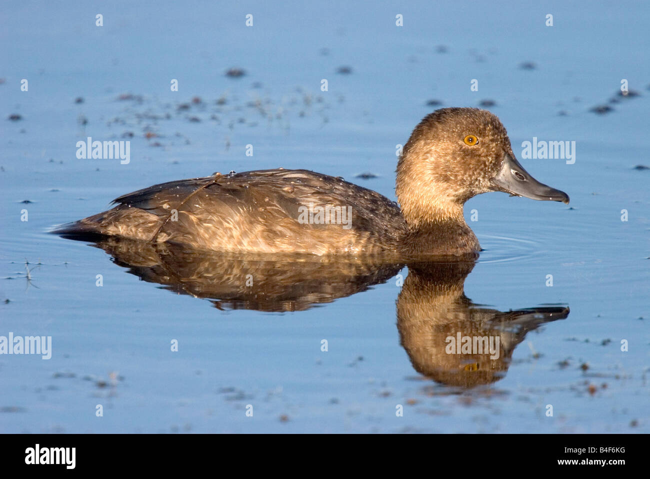 Redhead Aythya americana amaca Oak Marsh Manitoba Canada 19 agosto immaturi di anatidi Foto Stock