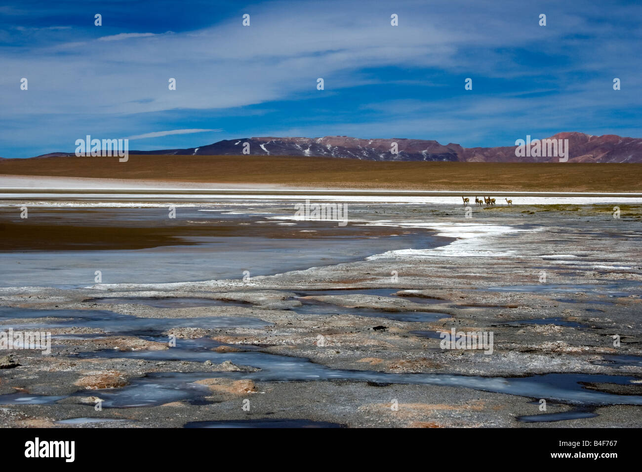 La Laguna Hedionda alta altitudine lago nelle Ande nel sud-ovest della Bolivia Foto Stock