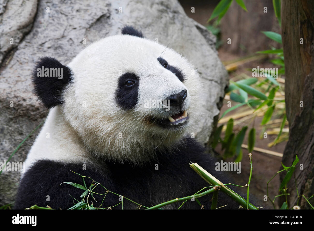 Adulto orso panda (Ailuropoda melanoleuca) Foto Stock