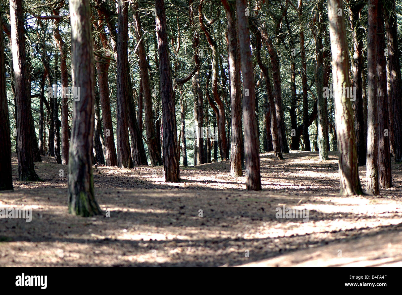 Acronimo di Corsica e di pino silvestre foresta Foto Stock