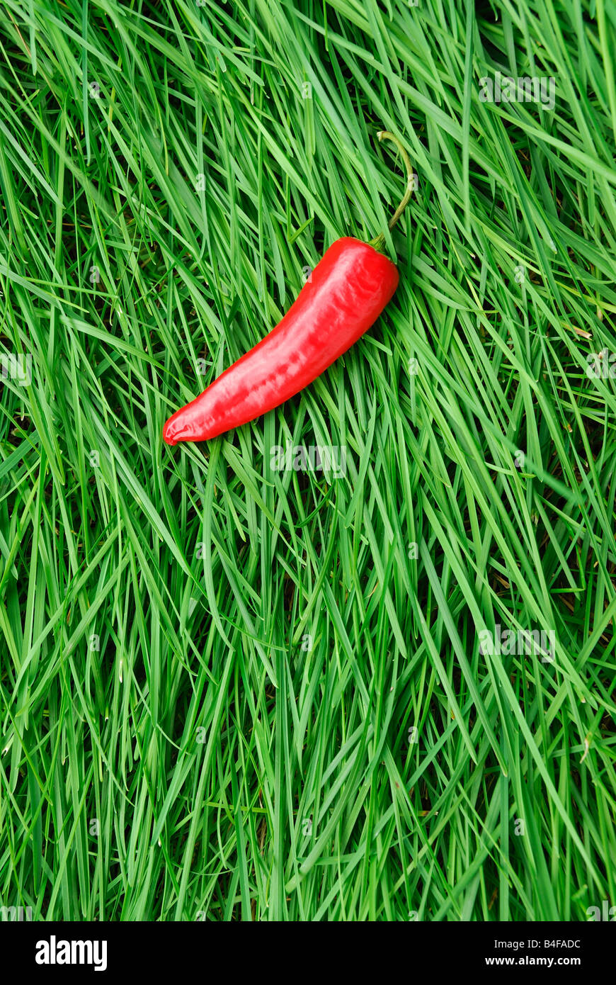 Peperone rosso su erba verde Foto Stock