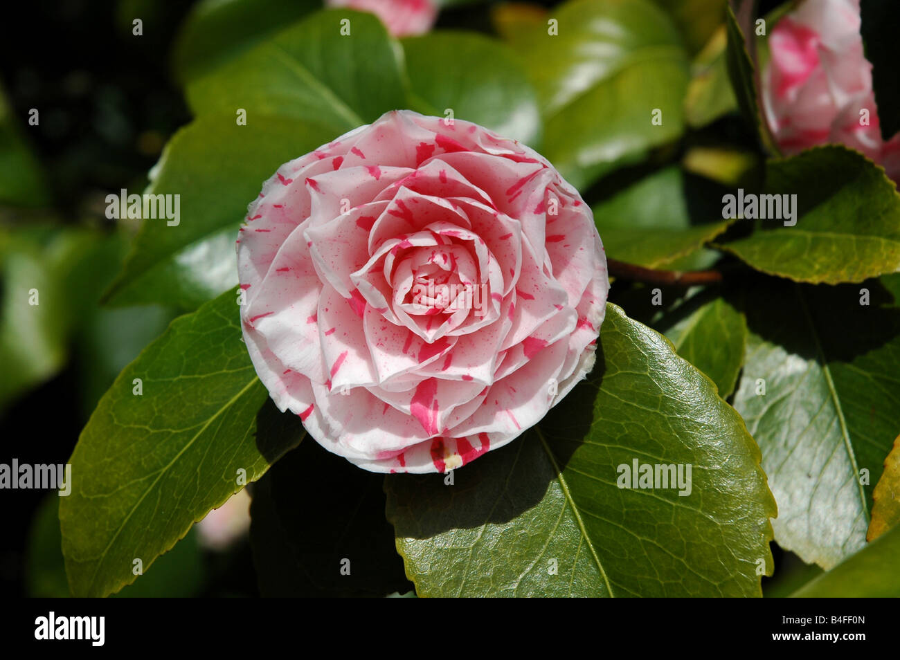 Rosa e Bianco con testa tonda rose Foto Stock