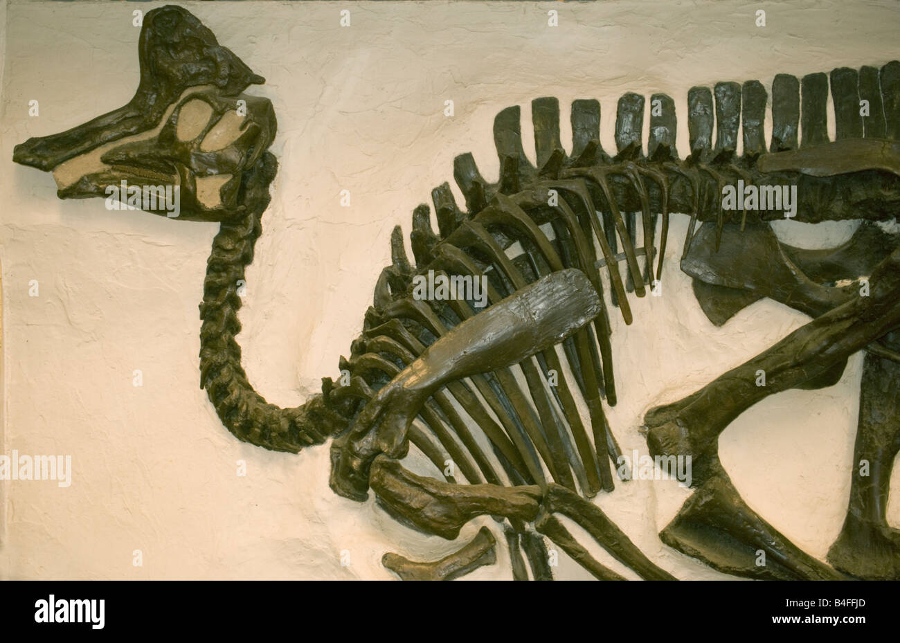 Fossile di dinosauro Lambeosaurus sp., Cretaceo, British Columbia, Canada, raccolta di università di BC, Vancouver Foto Stock