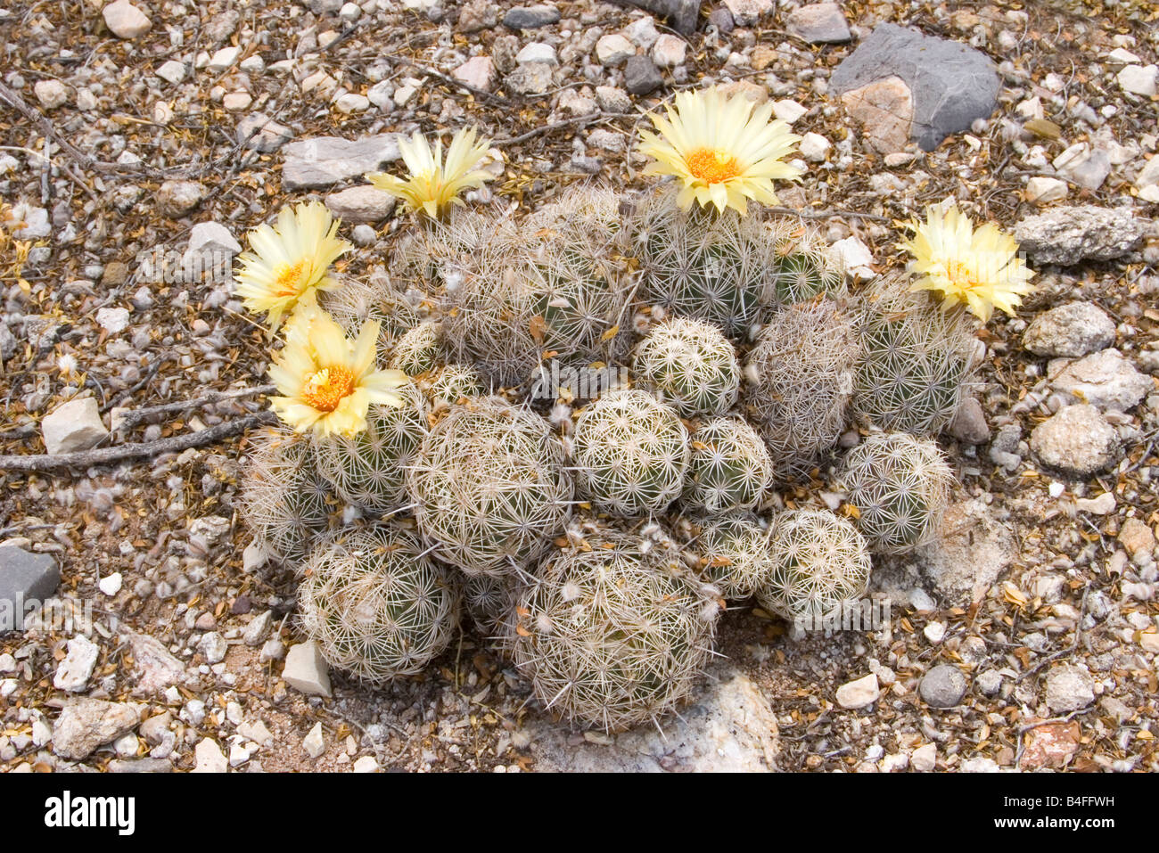 Ricci di mare Beehive Cactus Coryphantha echinus var robustus Foto Stock