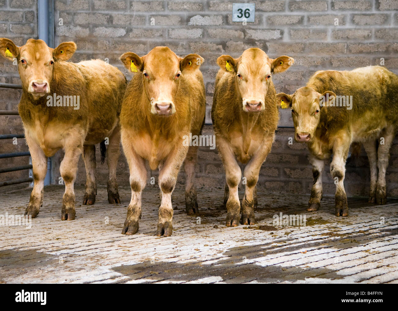 Il bestiame a Dingwall Mart, Ross-shire, Scozia Foto Stock