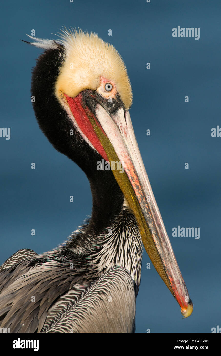 Ritratto del profilo di un colorato pellicano marrone adulto in piumaggio di riproduzione, su sfondo blu dell'oceano. Foto Stock