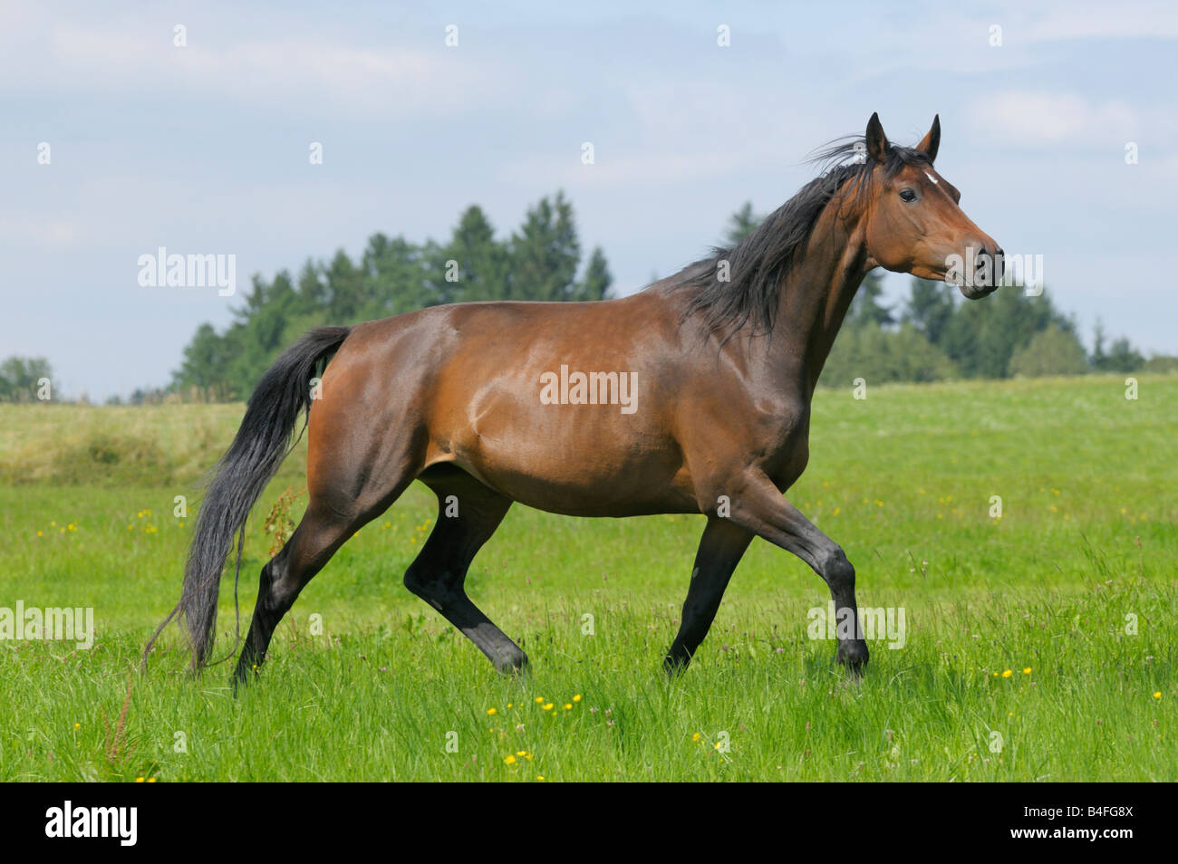 Trakehnen cavallo di razza nel paddock Foto Stock