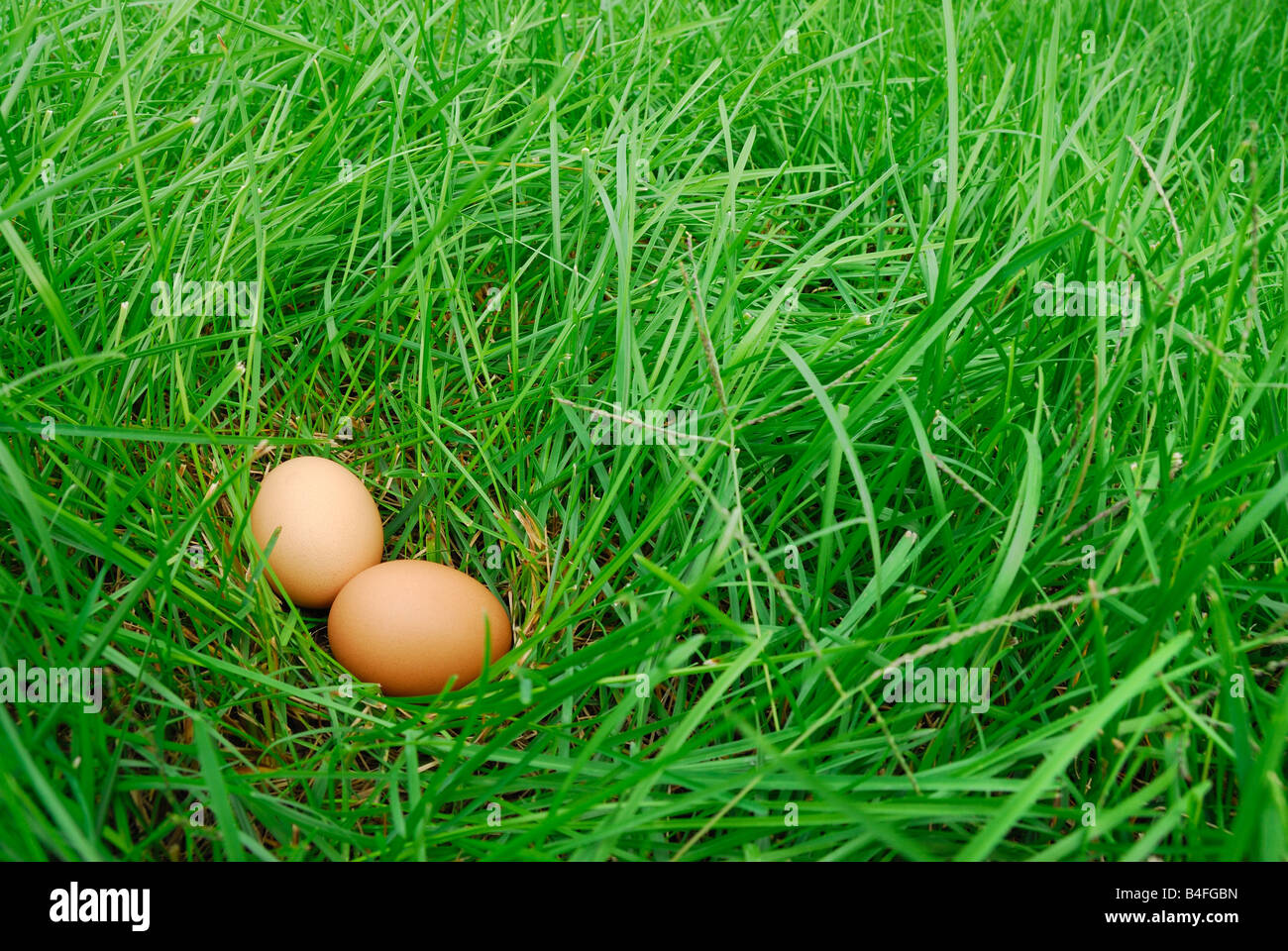 Le uova di uccello in un prato verde Foto Stock