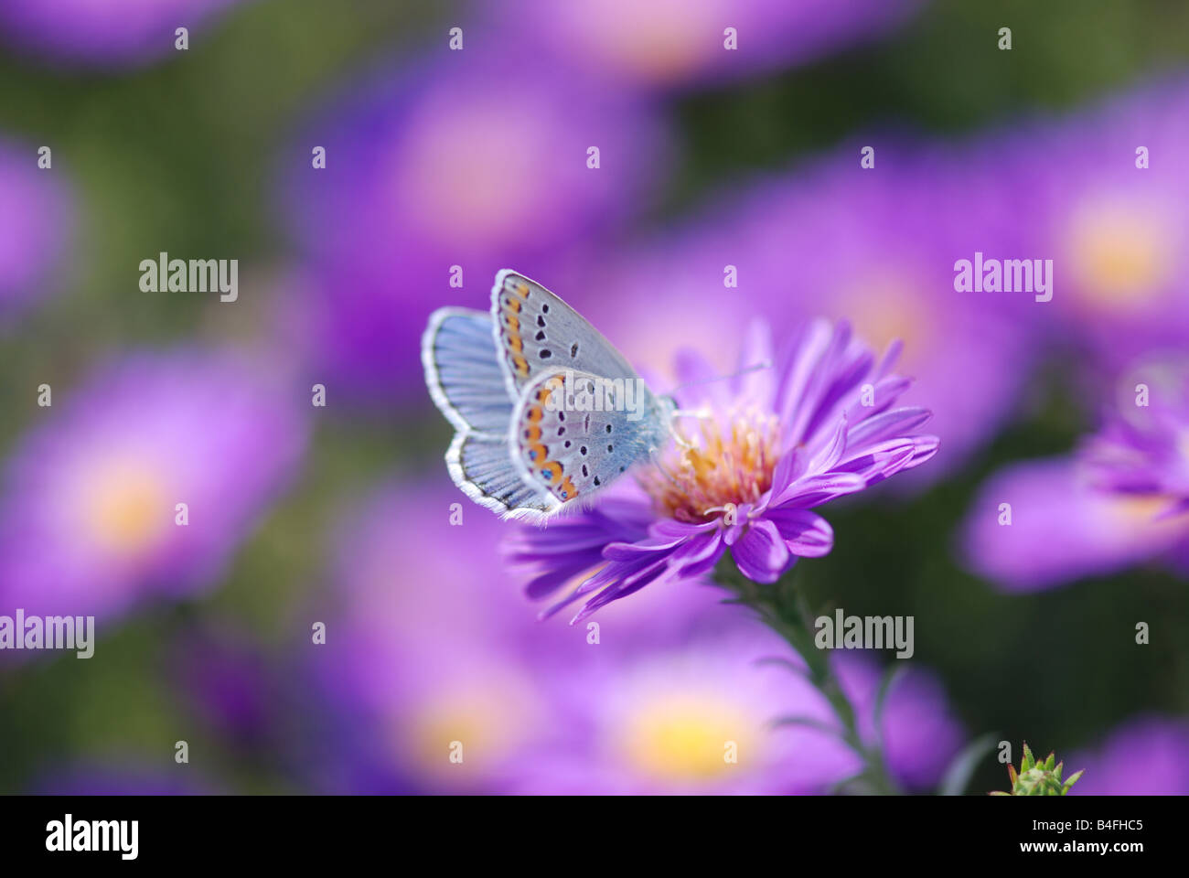 Stupenda farfalla sul fiore viola Foto Stock