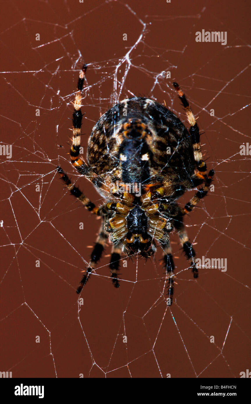 Un giardino Spider (Araneus diadematus) sul suo Web.il suo noto anche come la Croce Spider. Foto Stock