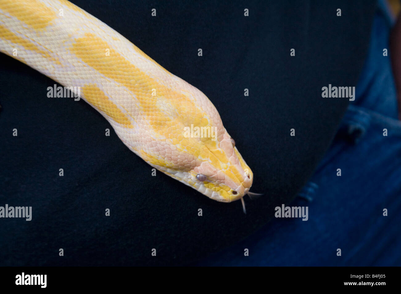 Una chiusura di un albino Burmese python snake Foto Stock