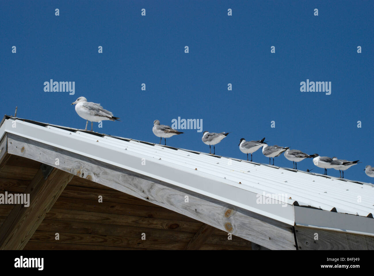A Flock of Seagulls sono seduti sul tetto di un ricovero per picnic sulla spiaggia. Foto Stock