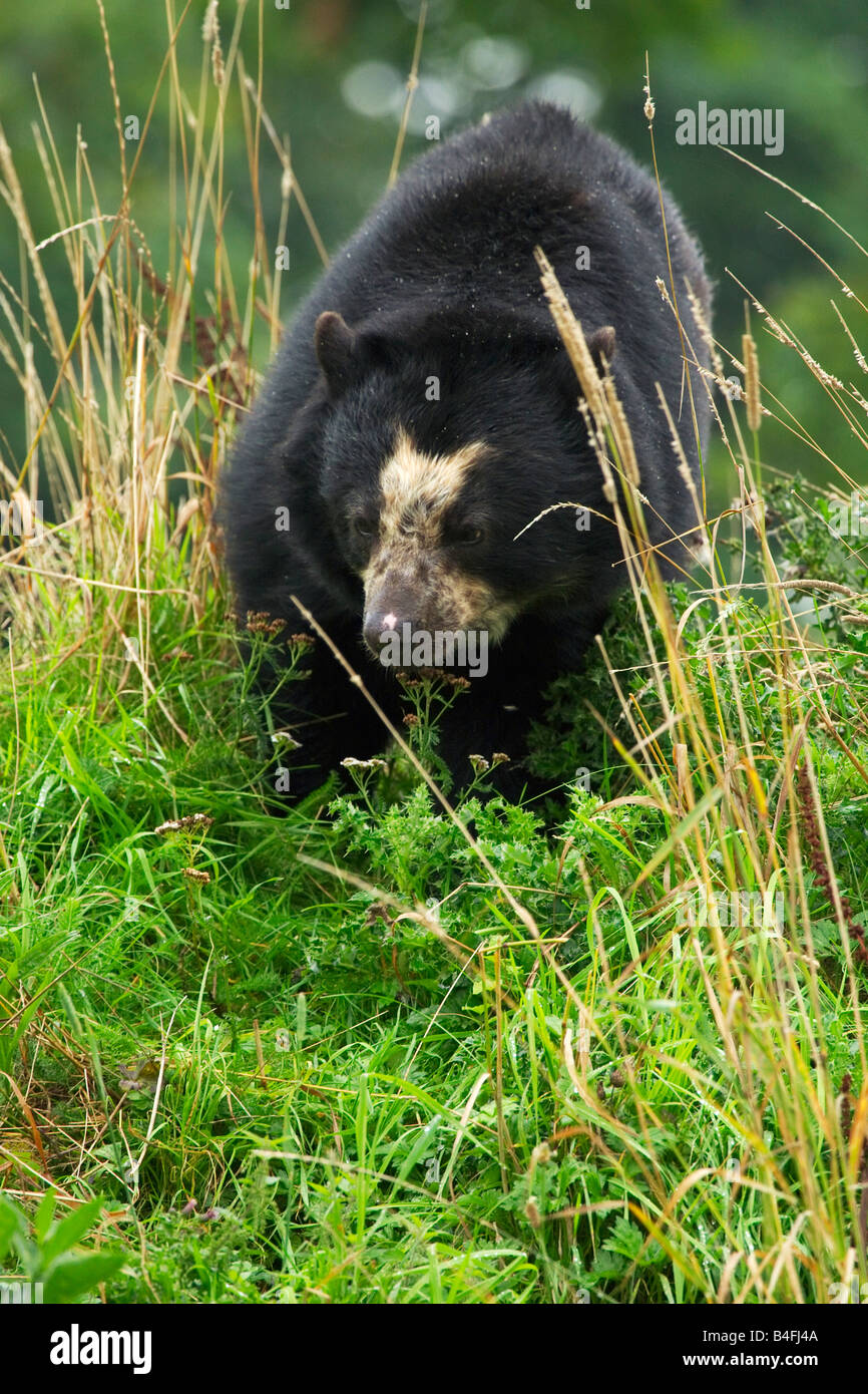 Spectacled recare a piedi attraverso l'erba Settembre 2008 Foto Stock