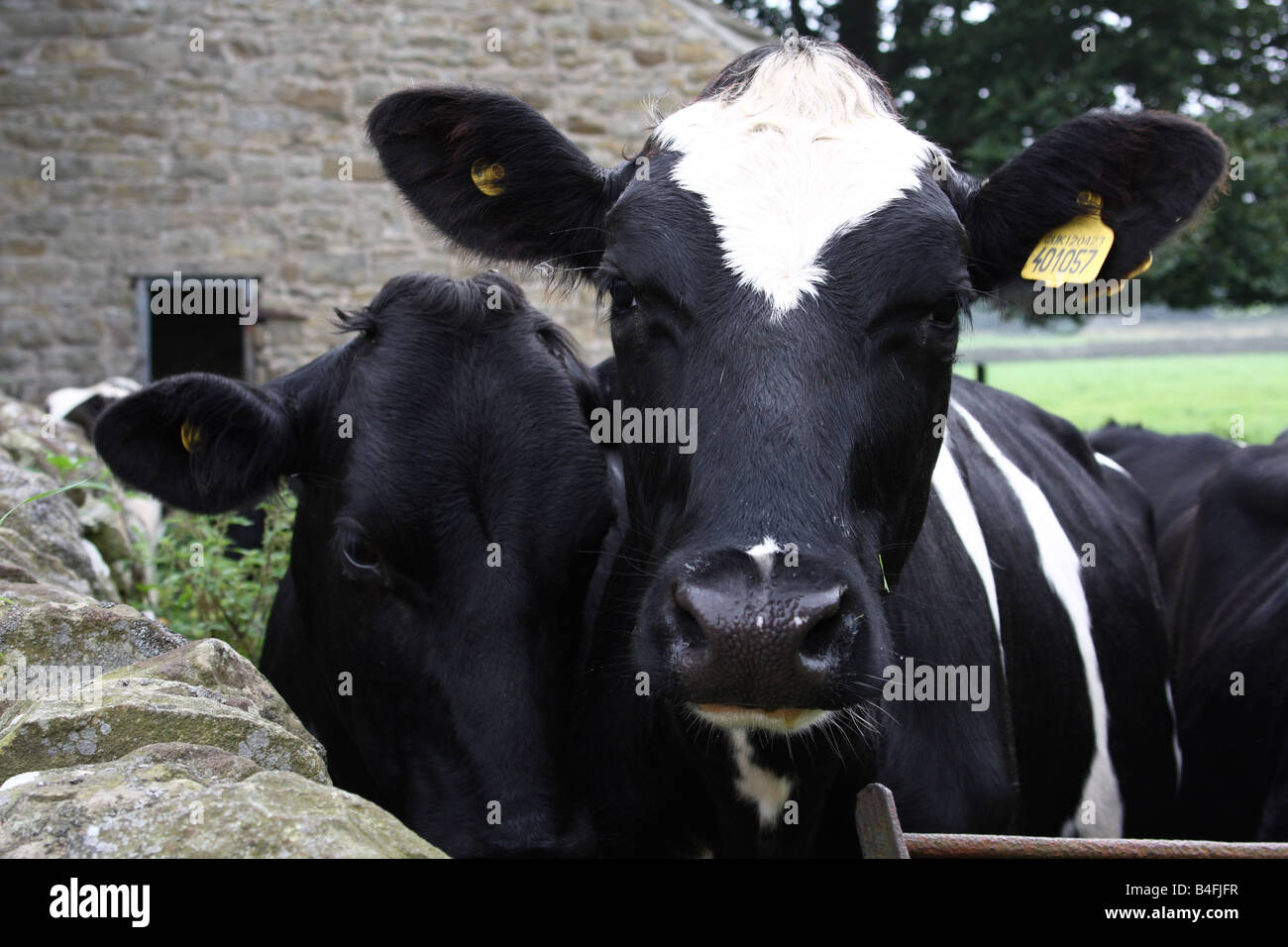 Vacche su una farm REGNO UNITO Foto Stock