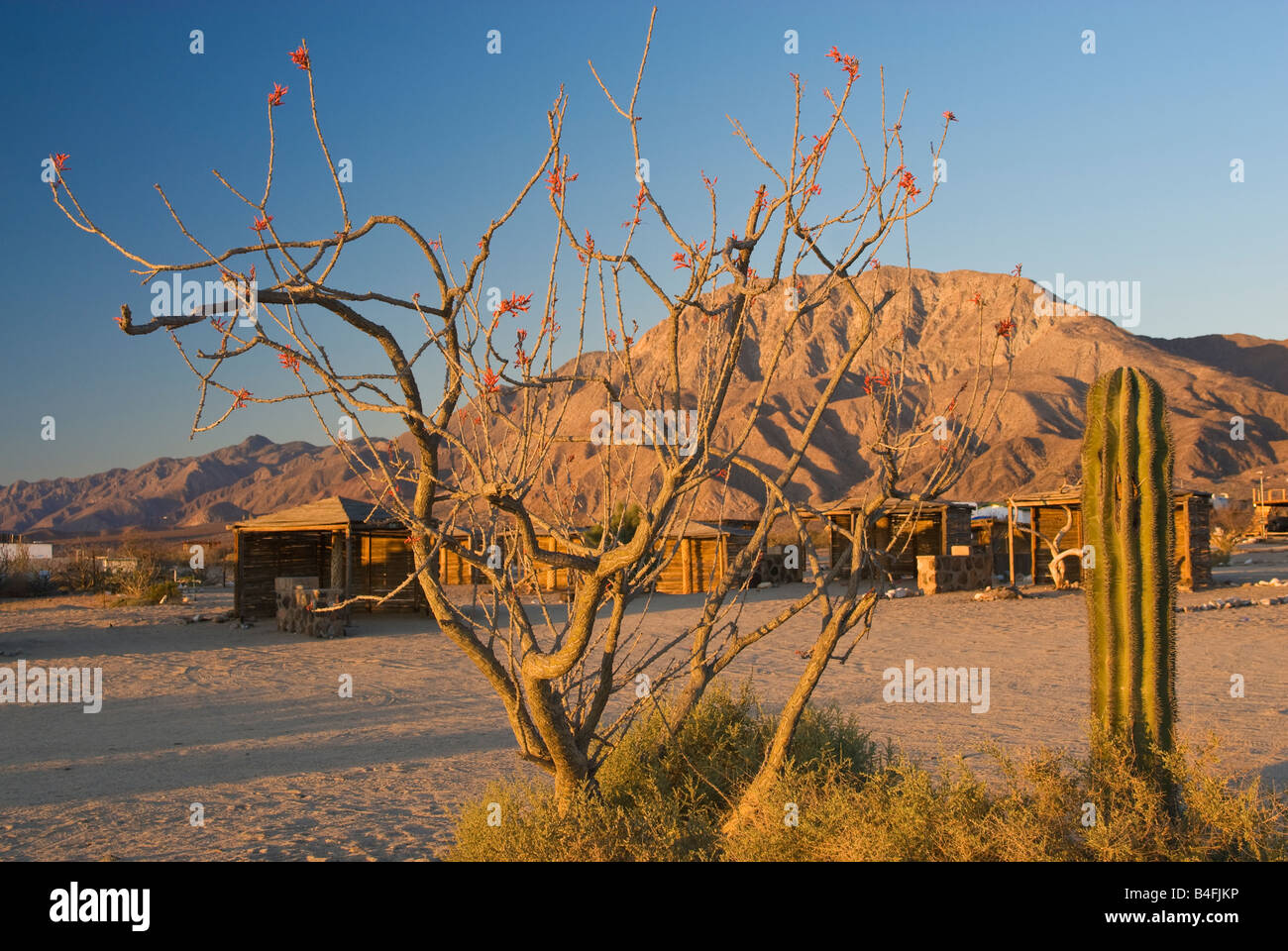 Ocotillo e cardon cactus a Daggets Campeggio a sunrise Bahia de los Angeles Baja California Messico Foto Stock