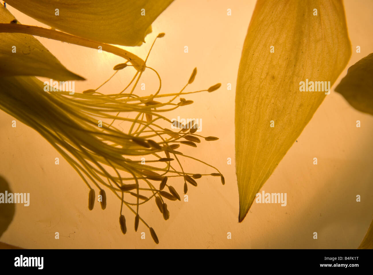 Flower - Vista esplosa Foto Stock