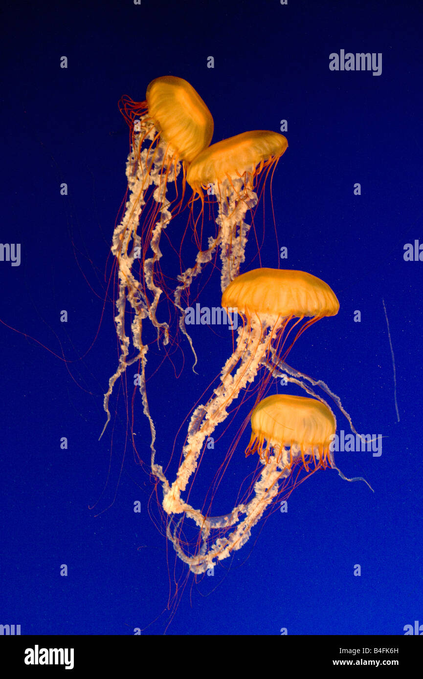 Pacifico mare Meduse di ortica (Chrysaora fuscescens) Aquarium di Vancouver, Vancouver B.C. Canada Foto Stock