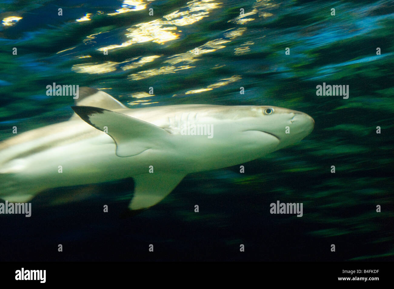 Blacktip Shark Reef (Carcharhinus melanopterus) subacquea, Aquarium di Vancouver, Stanley Park, Vancouver BC CANADA Foto Stock