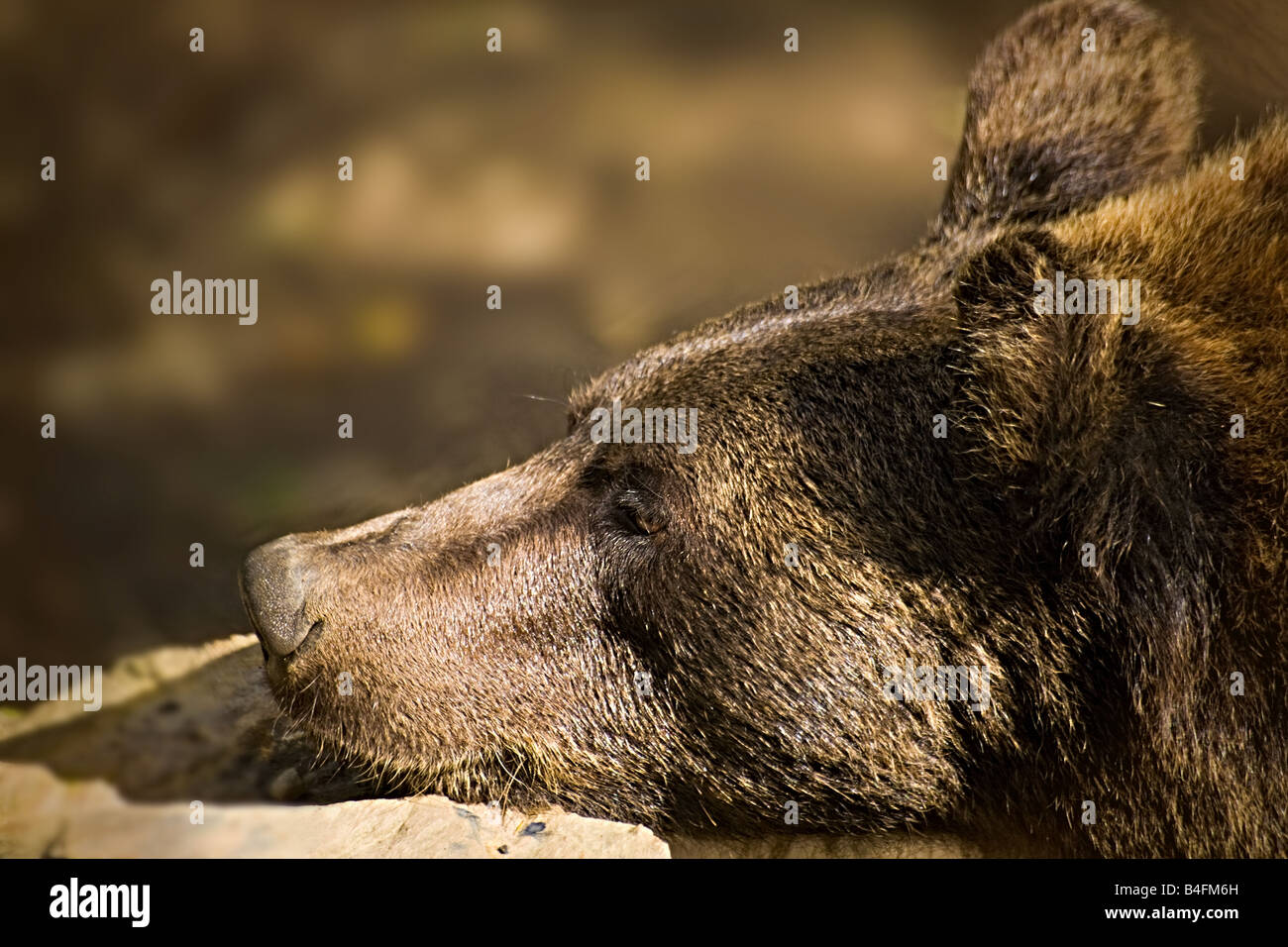 Un orso bruno in appoggio il suo mento su una roccia Foto Stock