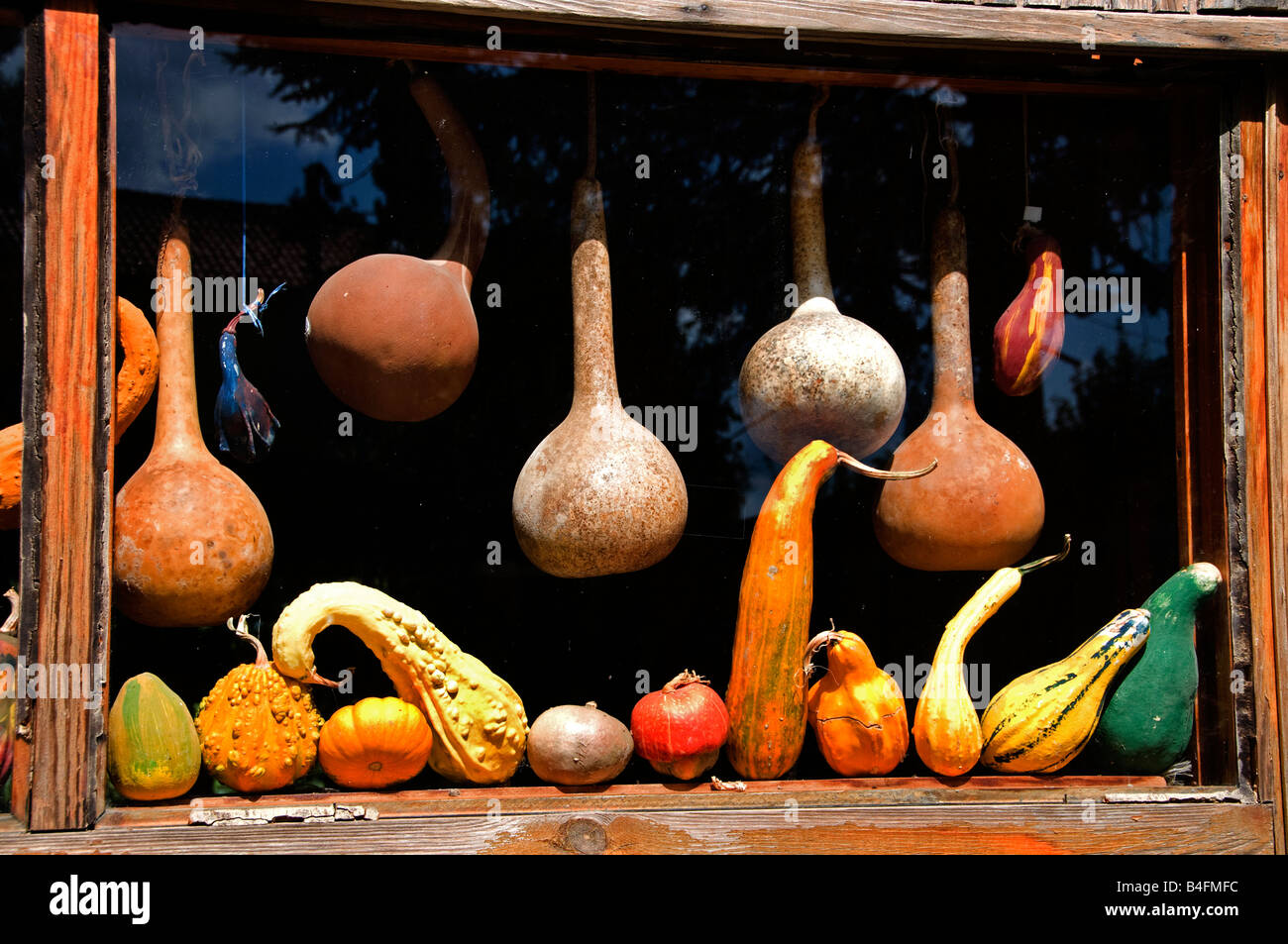 Pulire la frutta secca di zucca zucca calabash Polonez Turchia immigrati immigrazione emigrazione polacca Polonia Foto Stock